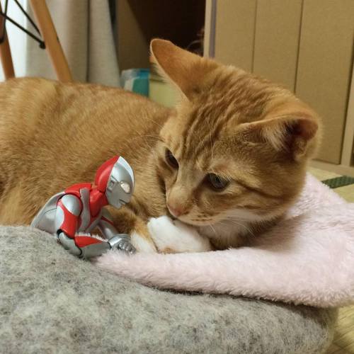 catsbeaversandducks:When Ultraman isn’t fighting bad guys, he’s...