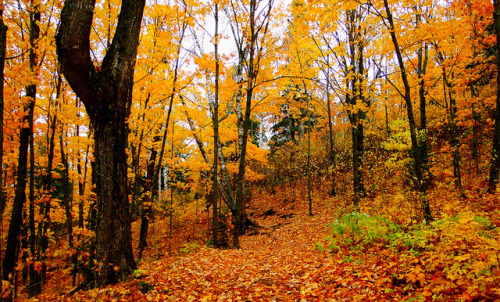 cozyautumnchills:October Hillside by Mark Deisinger on Flickr.