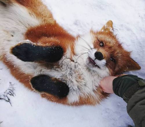 everythingfox:“Excuse me sir, why is your hand on me? I have...