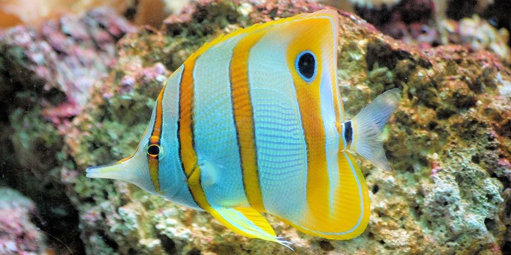 Resif türlerindeki aşırı renk farklılıklarının nedenlerinden birisi
bulundu
