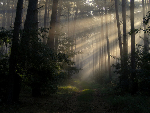 Faery Forest