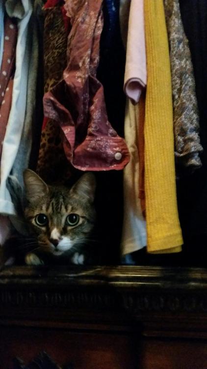 awwflycat