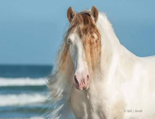 Love BiscuitBy Old JimTinker Horse, Stallion14.3hhBorn 2006