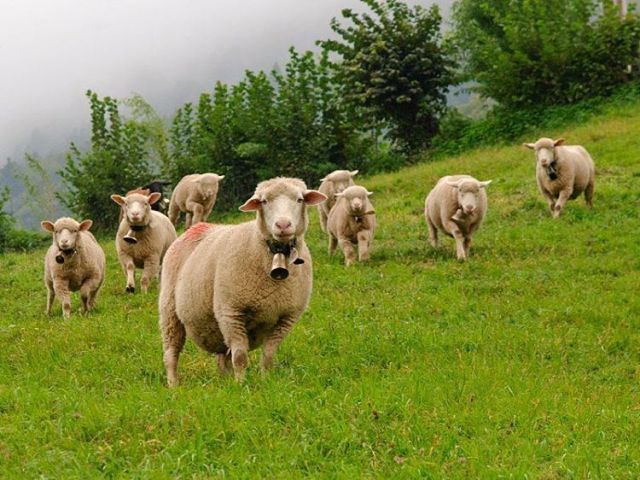 Dunia Ternak   Domba adalah ternak ruminansia  kecil 