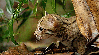 Image result for smallest wild cat gif"