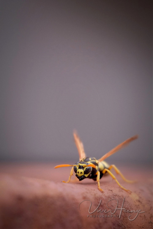 polistes dominula lensblr luxlit pws photographers on tumblr original creators vertical wasp wild animals gallic wasp portrait uwhe-arts explore uwhe-arts by uwe heinze save the bees discover xseries fujifilm x70 x70 fuji x70 sweet fellow gallische felswespe pws photos worth seeing imiging ponderation gallic fieldwasp
