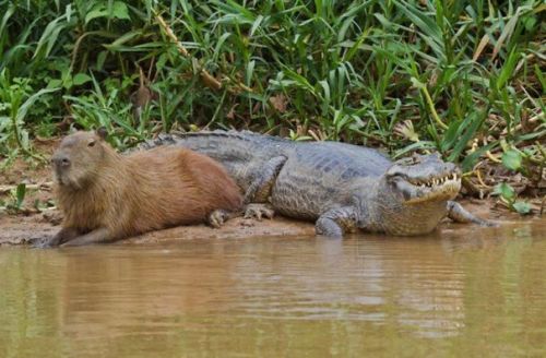 yveinthesky:boredpanda:Why Do Animals Like Capybaras So...