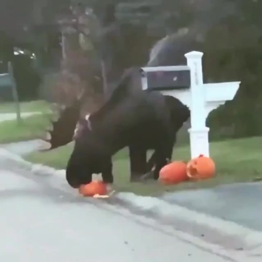 araceil:psyche-witch:  Being Canadian is amazing because you get to watch everyone else not comprehend the utter size of moose scifigrl47:  I like how the pumpkin at the base of the mailbox looks like it’s watching this attack and screaming in horror.