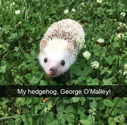 animalsnaps:Animal snaps