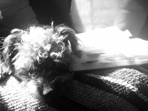 hiding-out-bibliophile