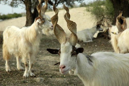 ainawgsd:The Girgentana is a breed of domestic goat...