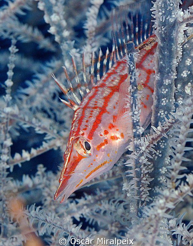 Espectacular Pez Halcon De Nariz Larga Posado En Newbiereef