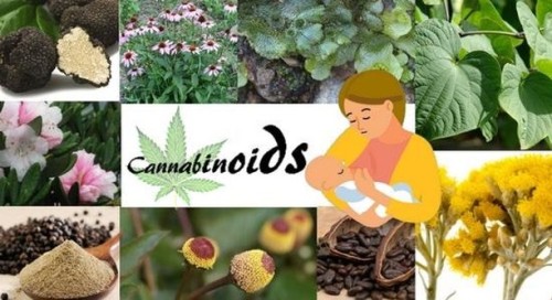 420pressnews:#Cannabis And Other #Cannabinoid Rich #instaFoods ...