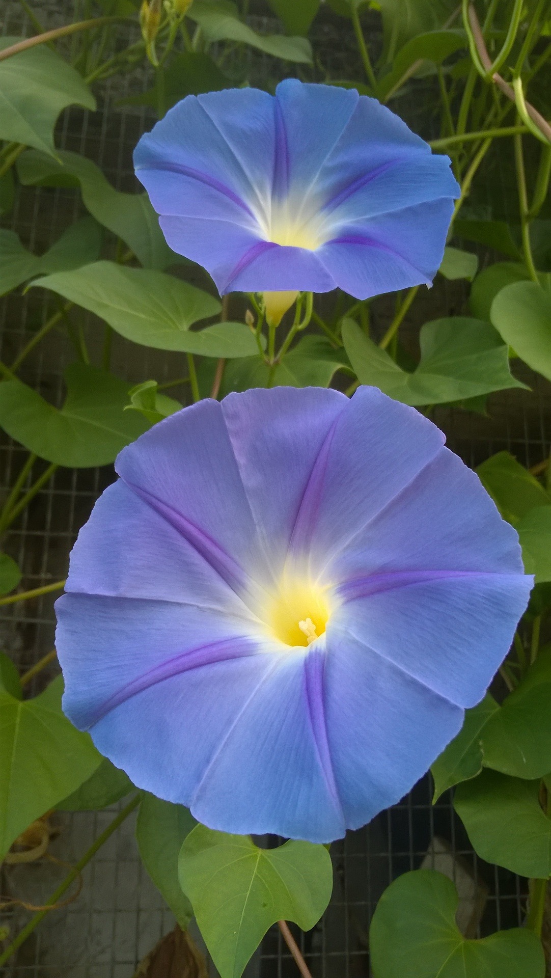 Reading Retreats in Rural Italy — Ipomea purpurea 'Clark's ...