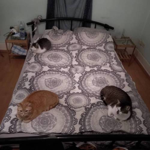 cutekittensarefun
