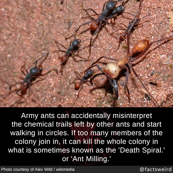 death spiral ants