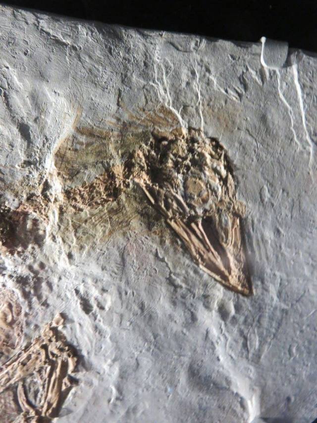 dinosaur butt fossil