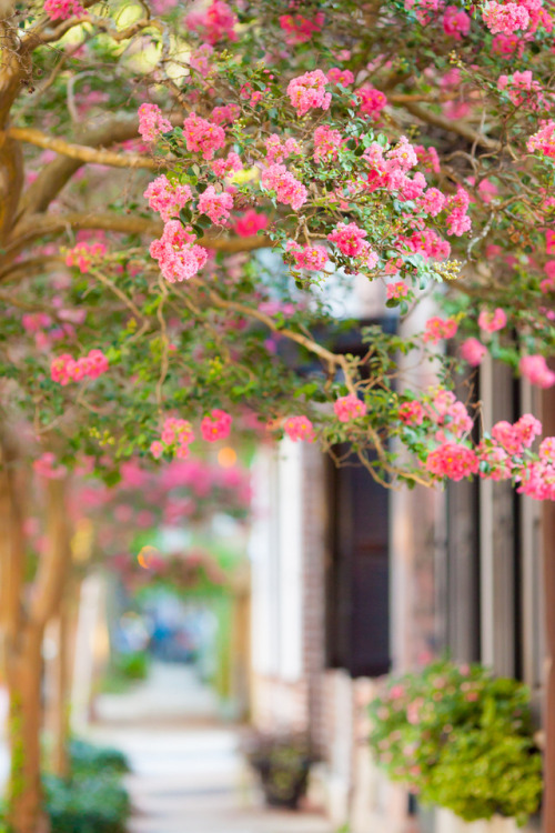 whisperoftheearth:hueandeyephotography:Crepe Myrtles along a...