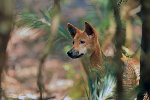 tangledwing:Dingo (Canis lupus dingo)Despite being crucial to...