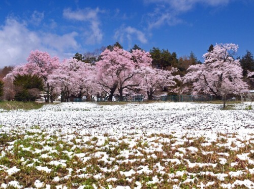 zekkei-beautiful-scenery:Cherry blossoms and snow falling in...