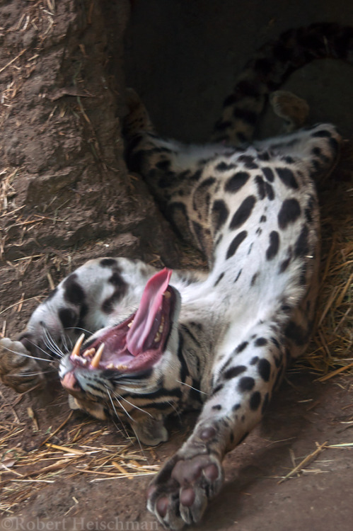 end0skeletal:Clouded leopard streeeetch by robbobert