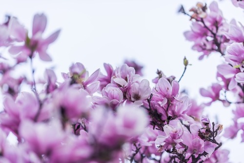 drxgonfly:Cherry Blossom (by Christopher Jolly)