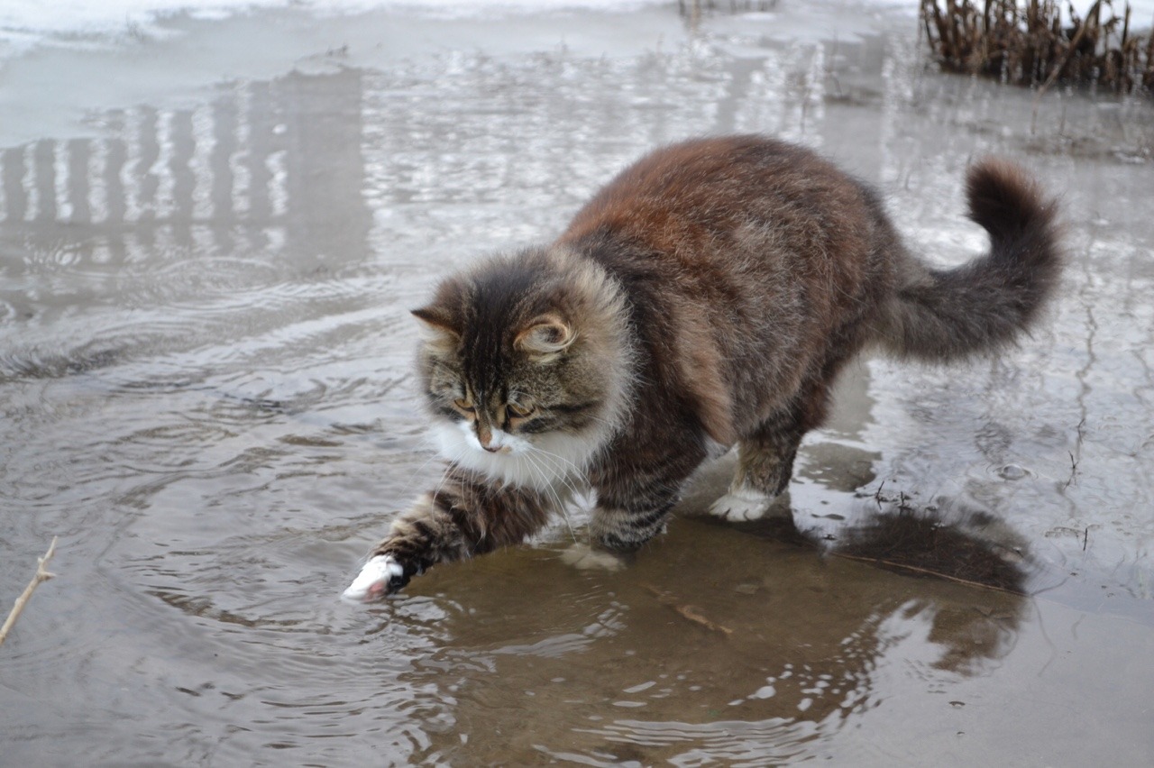 Котенок под дождем фото