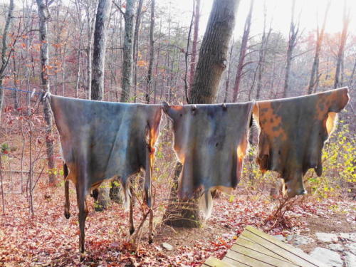 sleepycreekcrafts:I use to tan so many deer hides! I feel like...