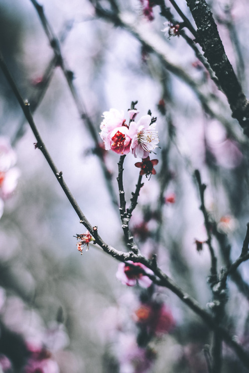 lsleofskye:Sakura photo | Frame Harirak