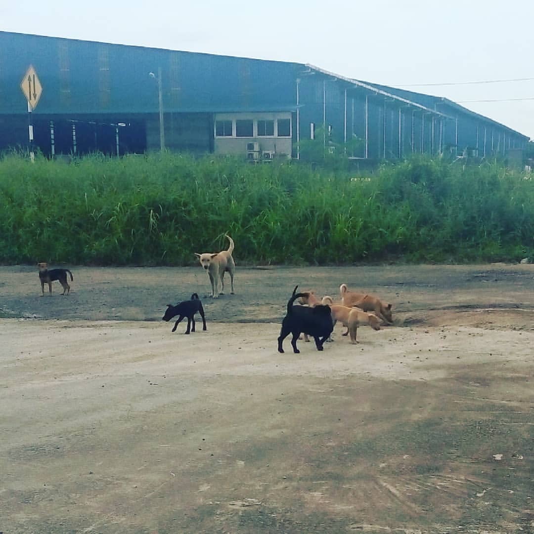 Bilik Belajar Suami Isteri Hari Nie Kejar Anjing Di Kuala Langat