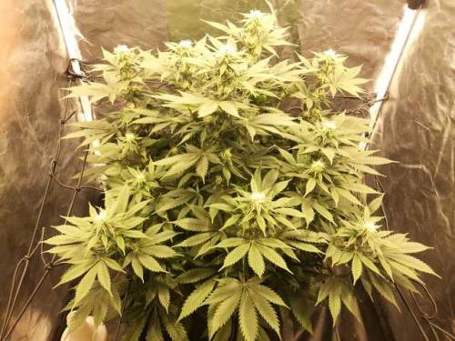 un0entremil:Amnesia Haze 5ta semana de floración