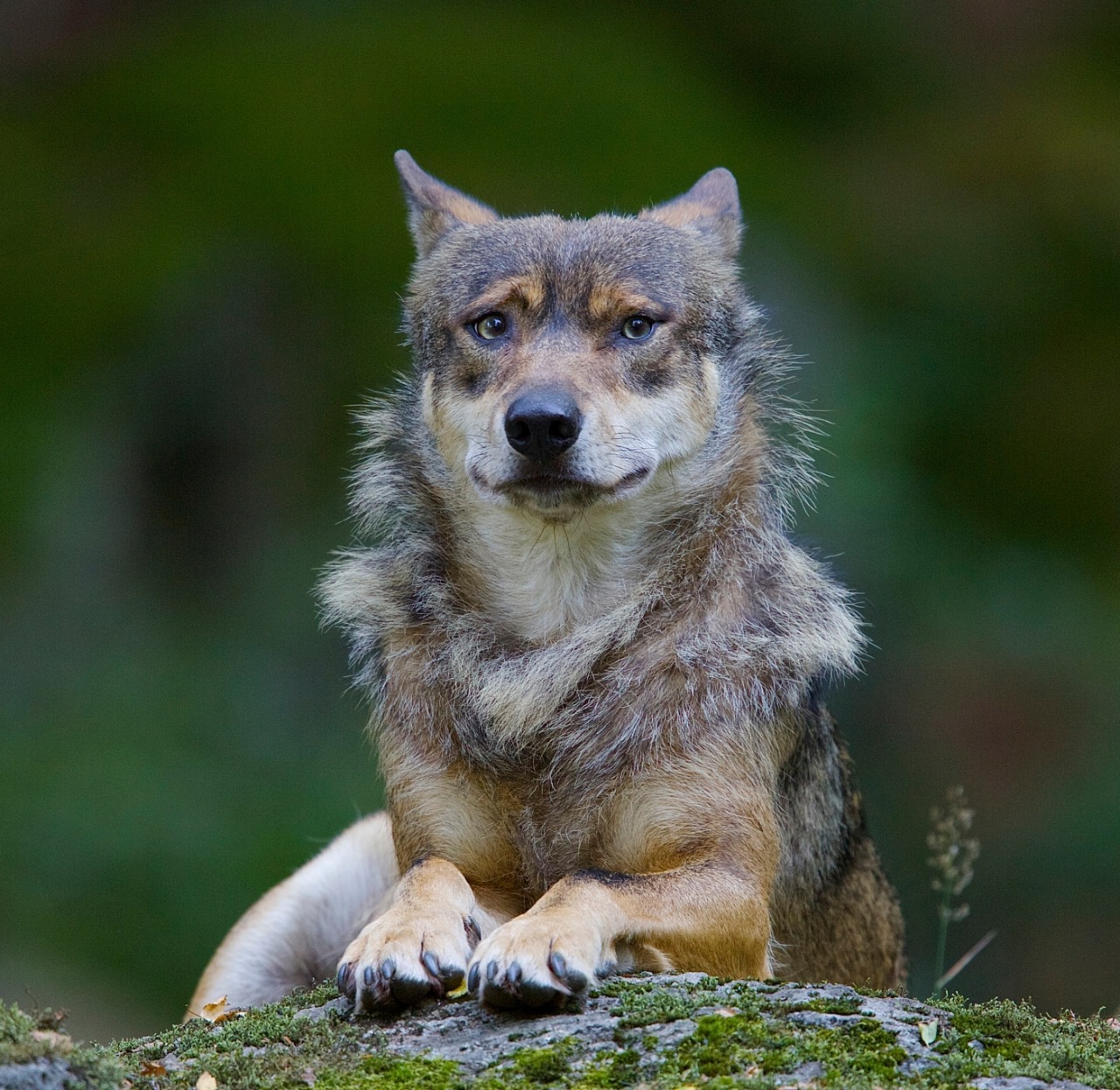 The Perfect World. Welcome \O/ - beautiful-wildlife: Wolf by Robert ...