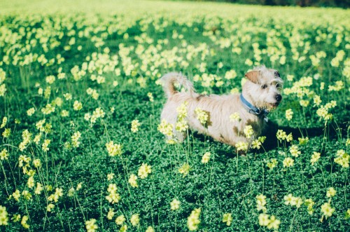 eduardonegrin:De todas las flores del camposiempre hay una...