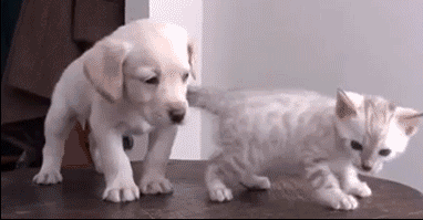 Droll Puppies And Kittens Gif