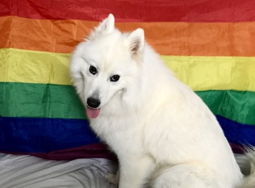 Samoyed  Tumblr