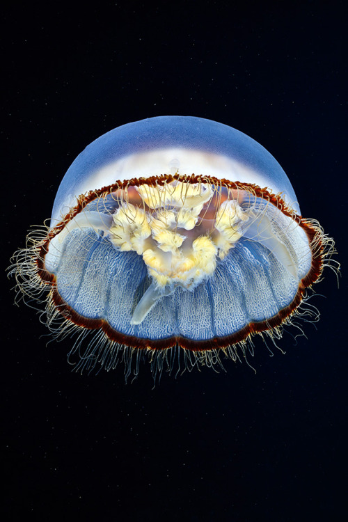 nevver:Jellyfish, Alexander SemenovSo freaking beautiful and...