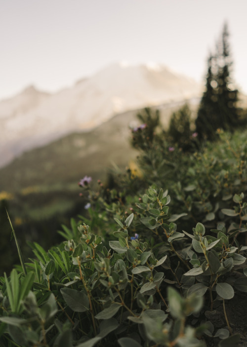 jaredatkinsphoto:Sunset at Mount Rainier National Park