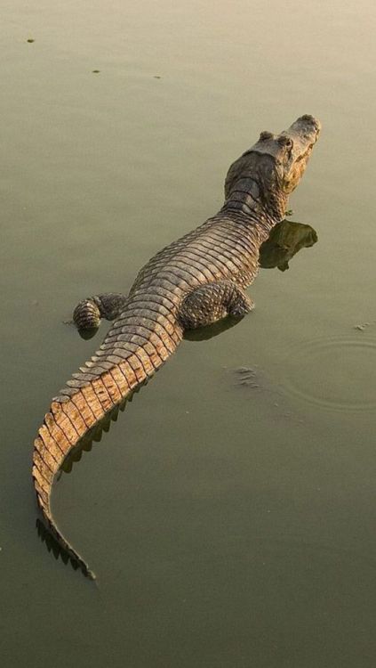predator crocodile caiman alligator