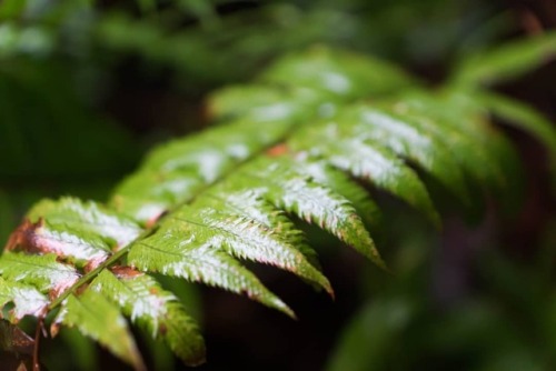 #fern #pnw #rain...