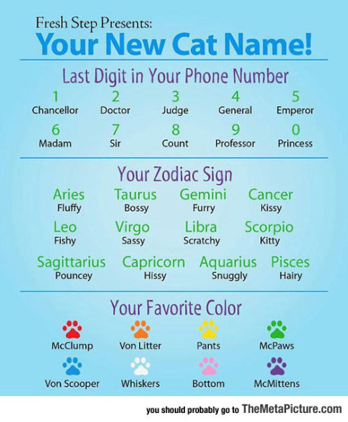 srsfunny:Here’s Your New Cat Name