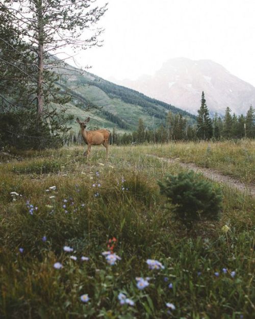 w–o–o–d–l–a–n–d:↟  explore more pics by Woodland, wilderness...