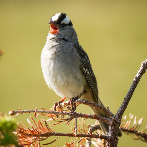 debunkshy:White-crowned SparrowRocky Mountain NP, CO11 July...