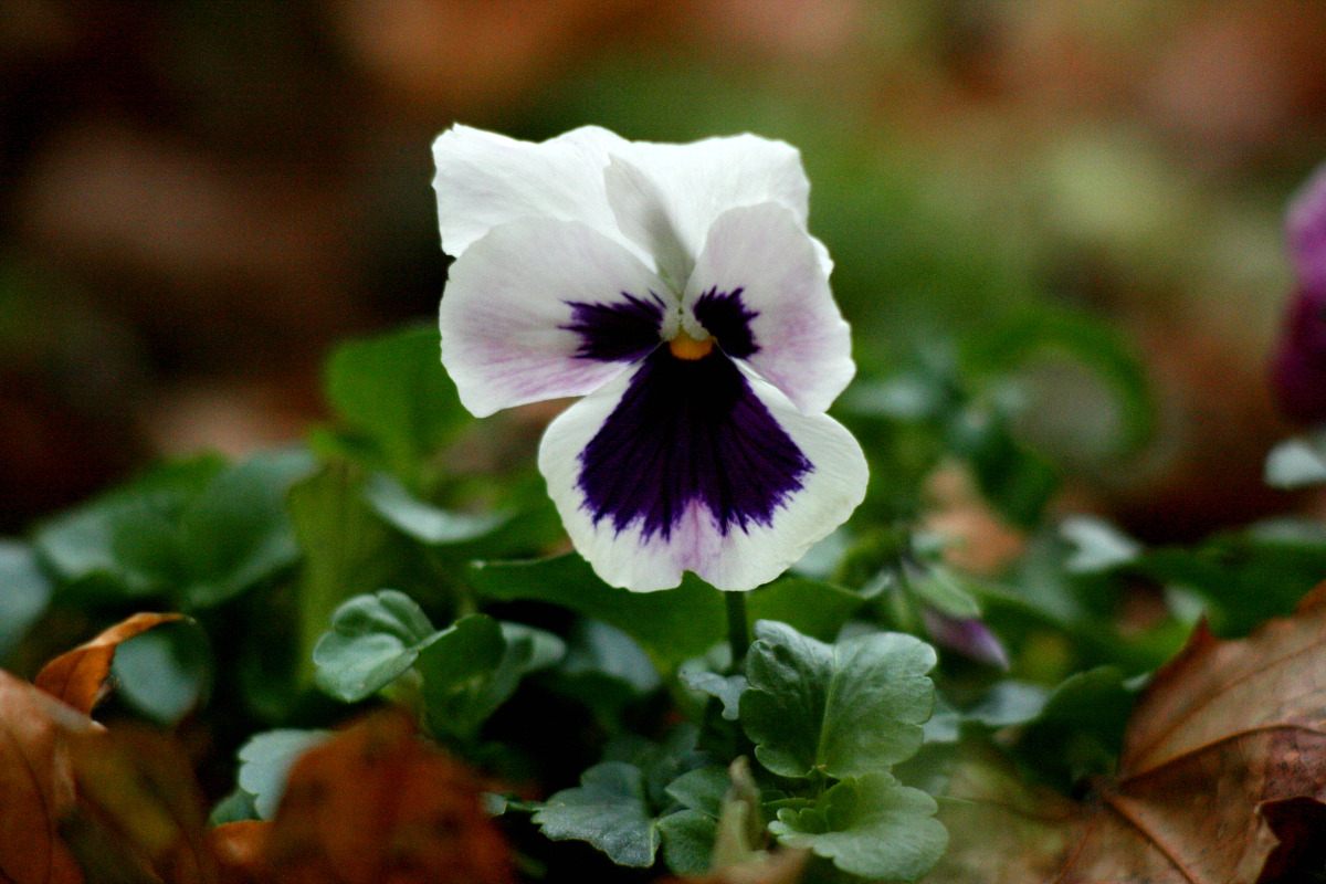 twilightsolo-photography: “Autumn Pansy Still a few pansies in bloom in my mother’s garden. ©twilightsolo-photography Instagram // Facebook // Print Shop // Patreon ”