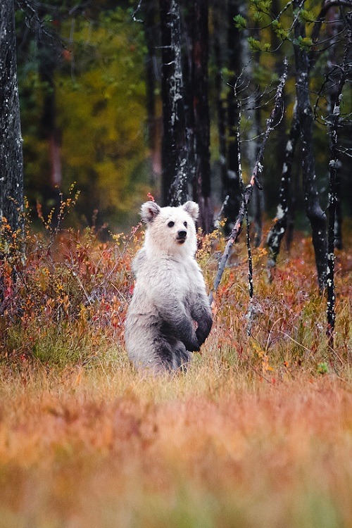 ponderation:Polar Bears In Finland by Niilo Isotalo 