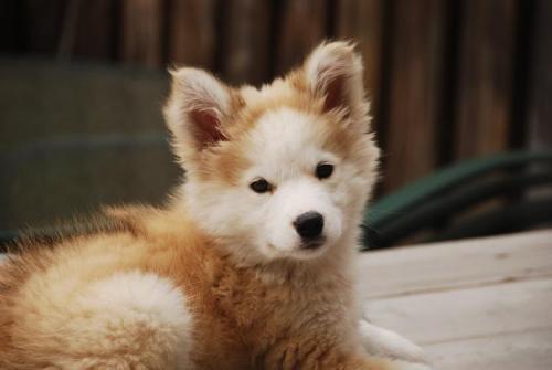 Golden Retriever / Siberian Husky mix