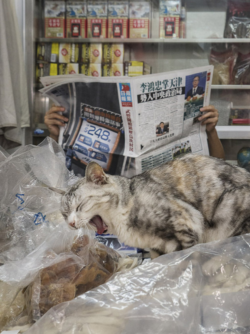 bobbycaputo:These ‘Shop Cats’ In Hong Kong Will Make You...