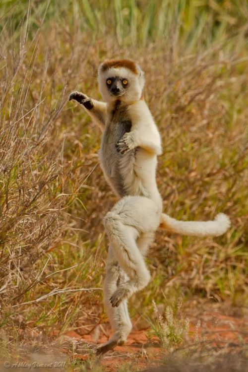 sifu-taichi-kungfu:Kung fu. Wow. They can all Kung fu....