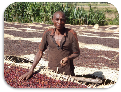 Specialty coffee producer from the Howolso cooperative in Ethiopia