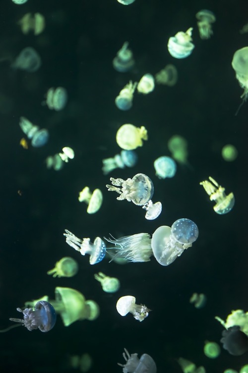 s-m0key:Jellyfish Madness. Vancouver Aquarium. | By - Doran...