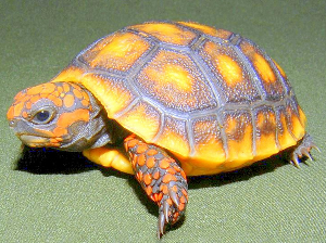 Red Foot Tortoise Keeper Red Foot Tortoise Care 101